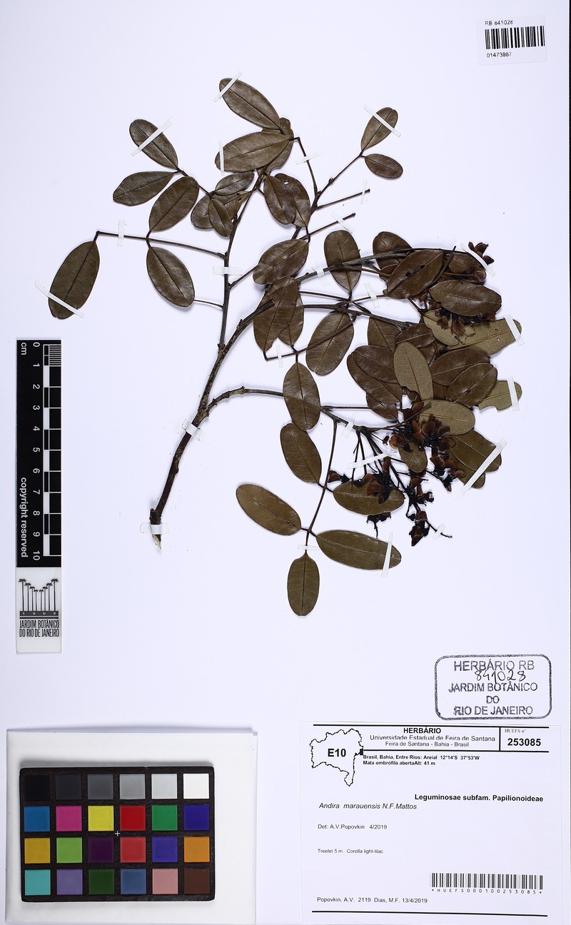 Andira marauensis