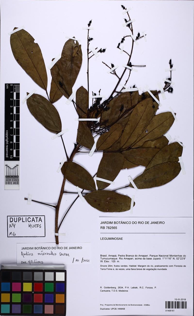 Andira micrantha