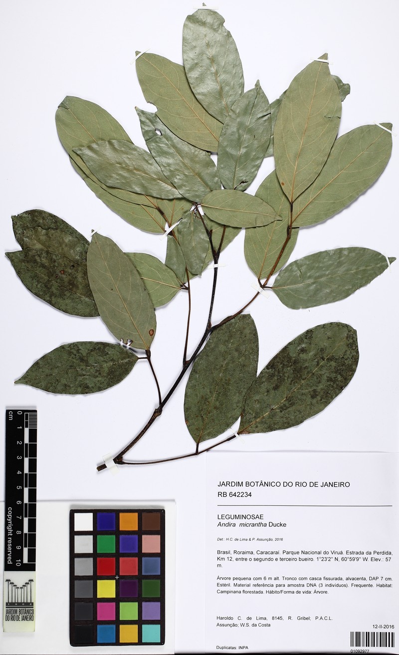 Andira micrantha photo 2