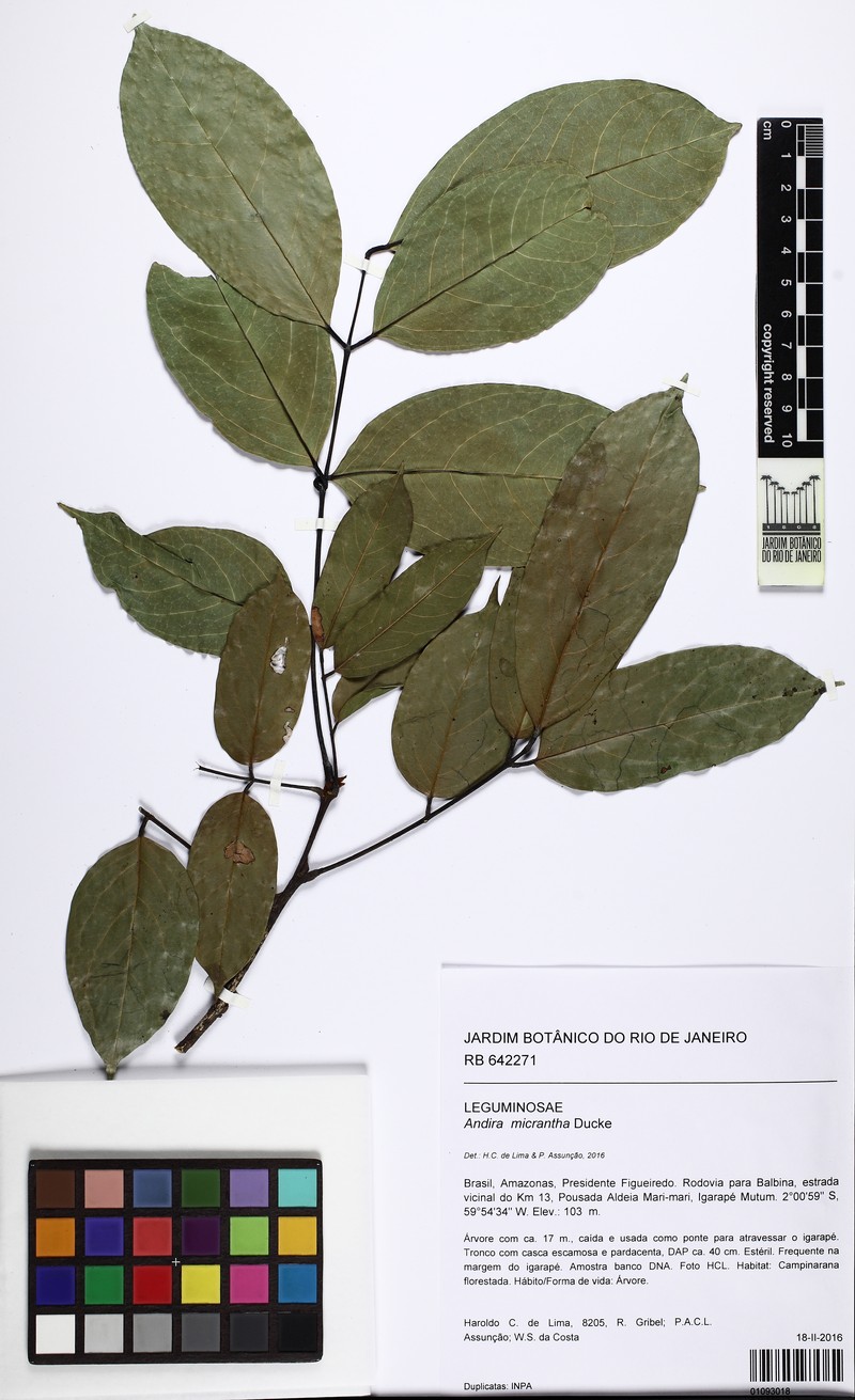 Andira micrantha photo 3