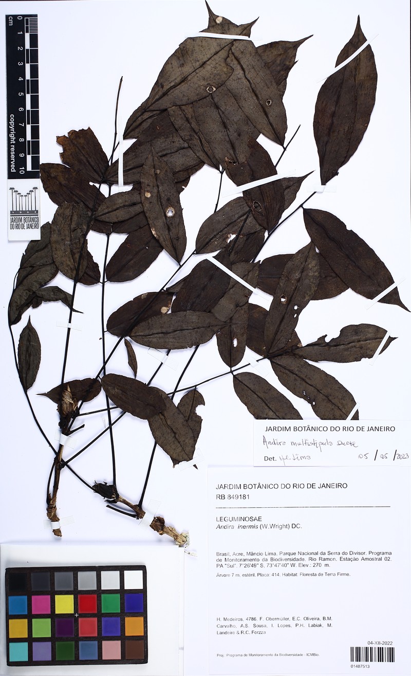 Andira multistipula