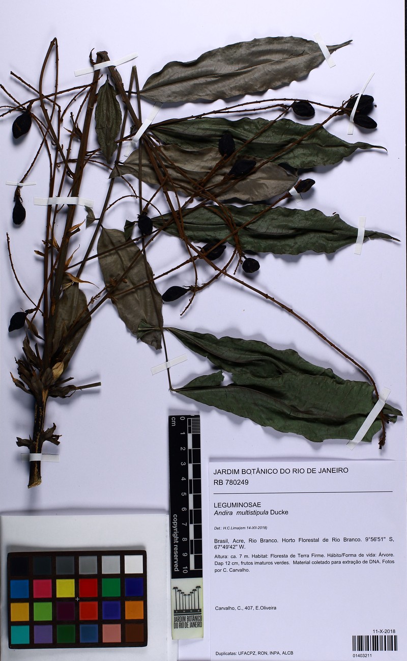 Andira multistipula photo 2