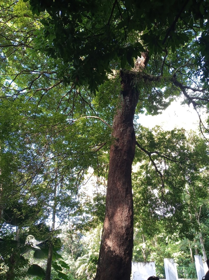 Andira nitida