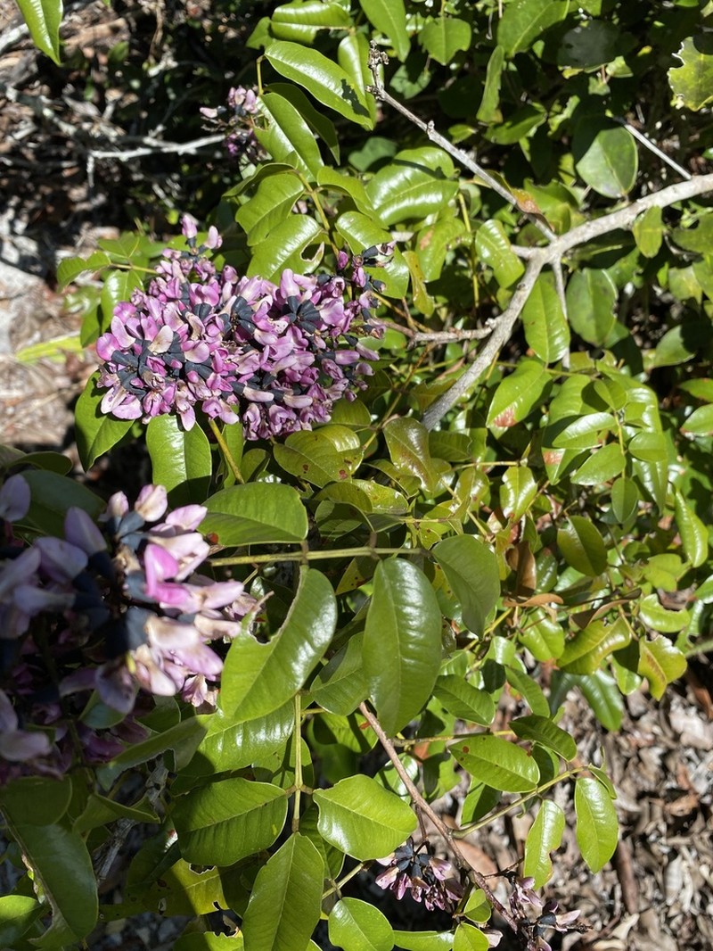 Andira nitida photo 2