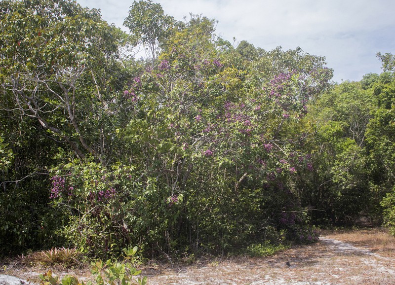 Andira nitida photo 3