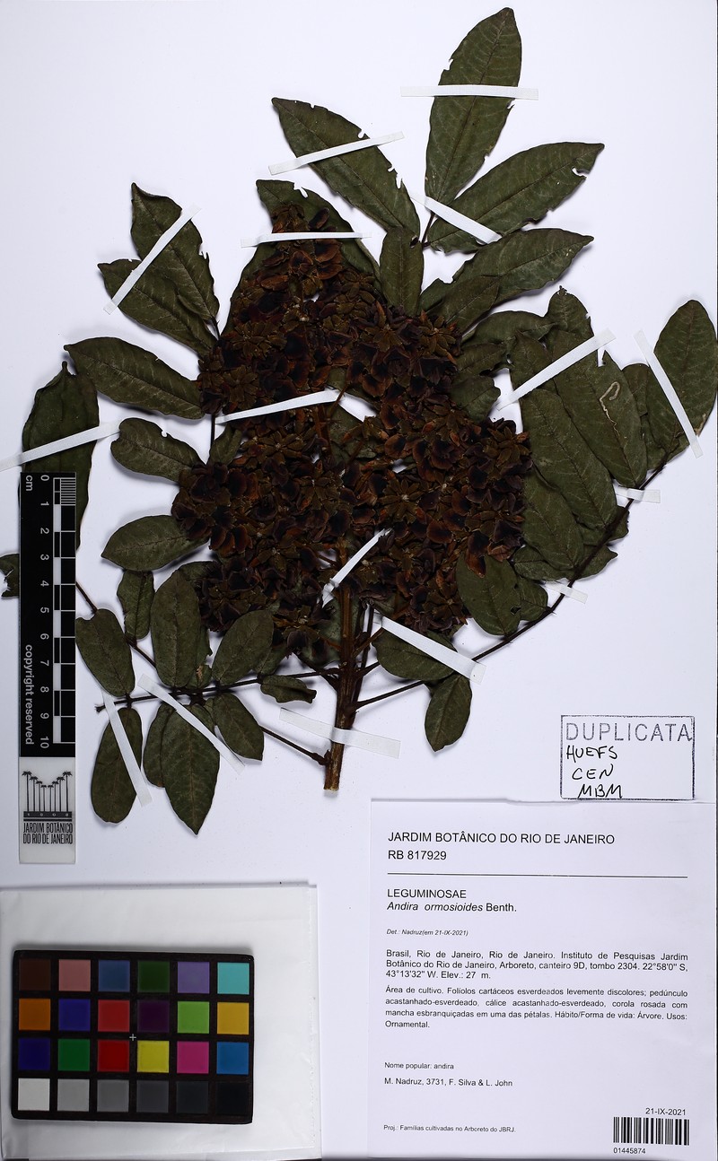 Andira ormosioides