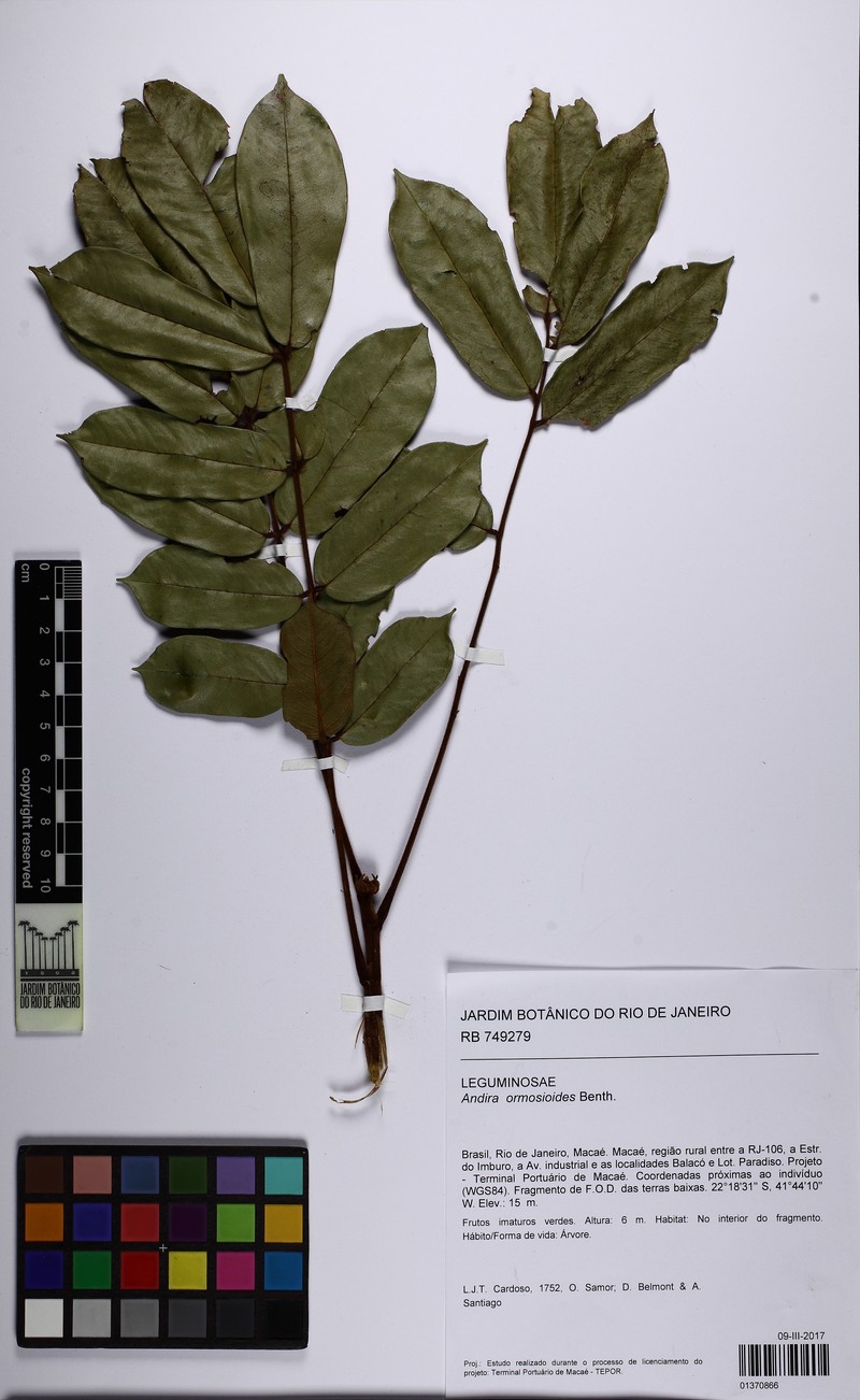Andira ormosioides photo 2