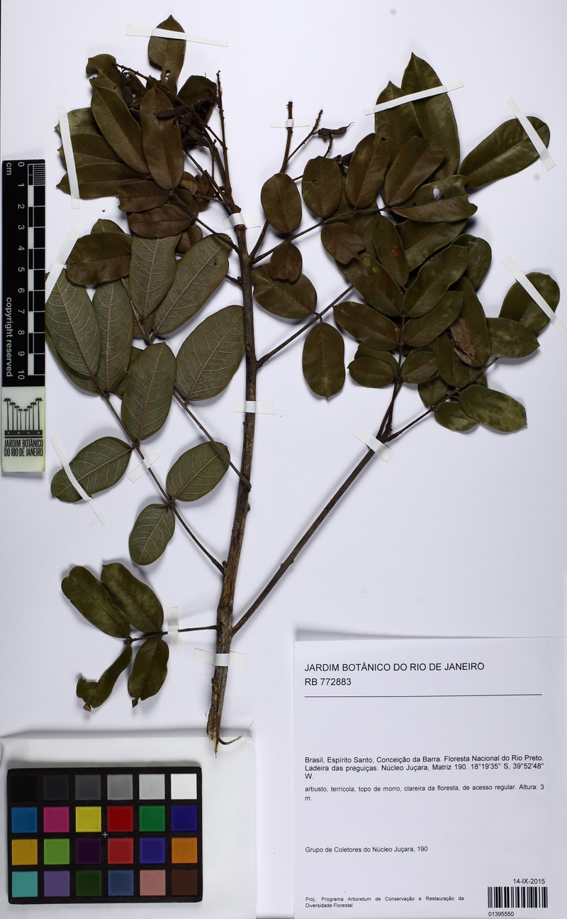 Andira ormosioides photo 3
