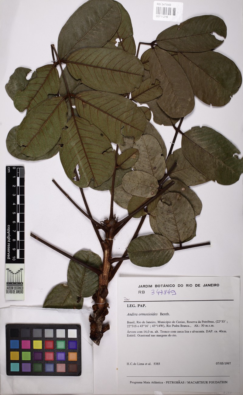 Andira ormosioides photo 4