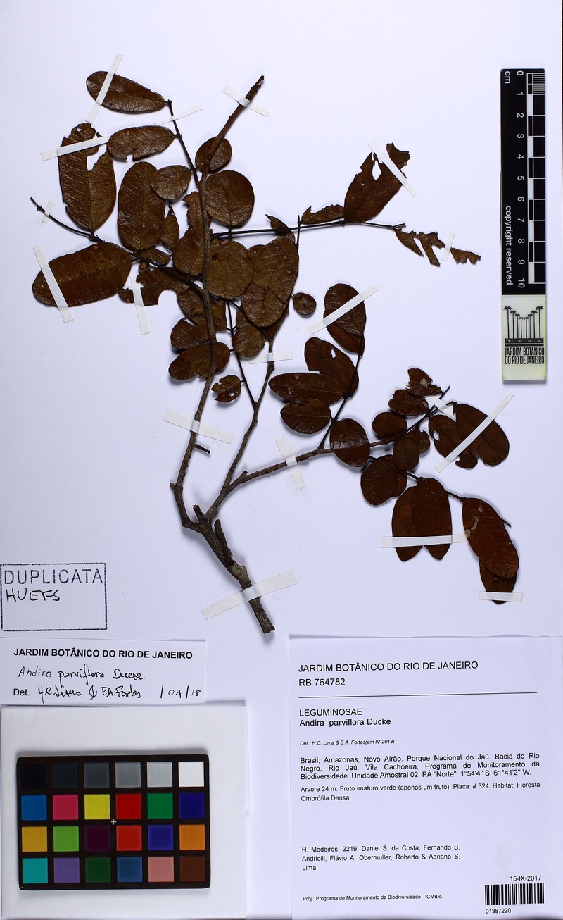 Andira parviflora