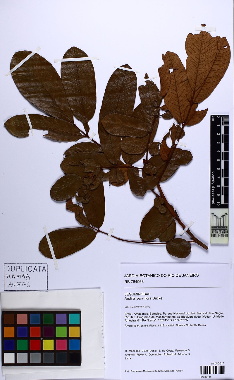 Andira parviflora photo 2