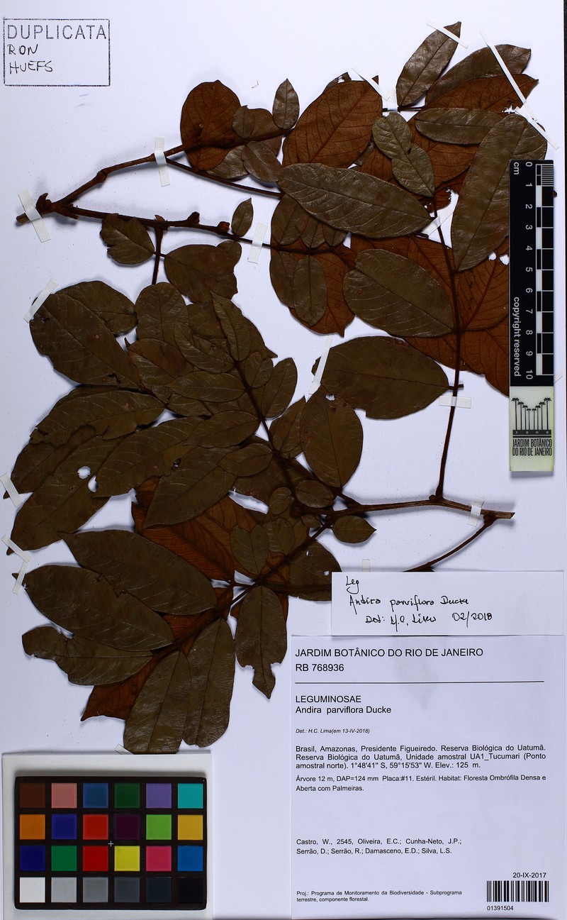 Andira parviflora photo 3