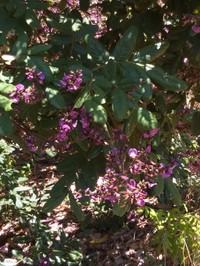 Andira surinamensis