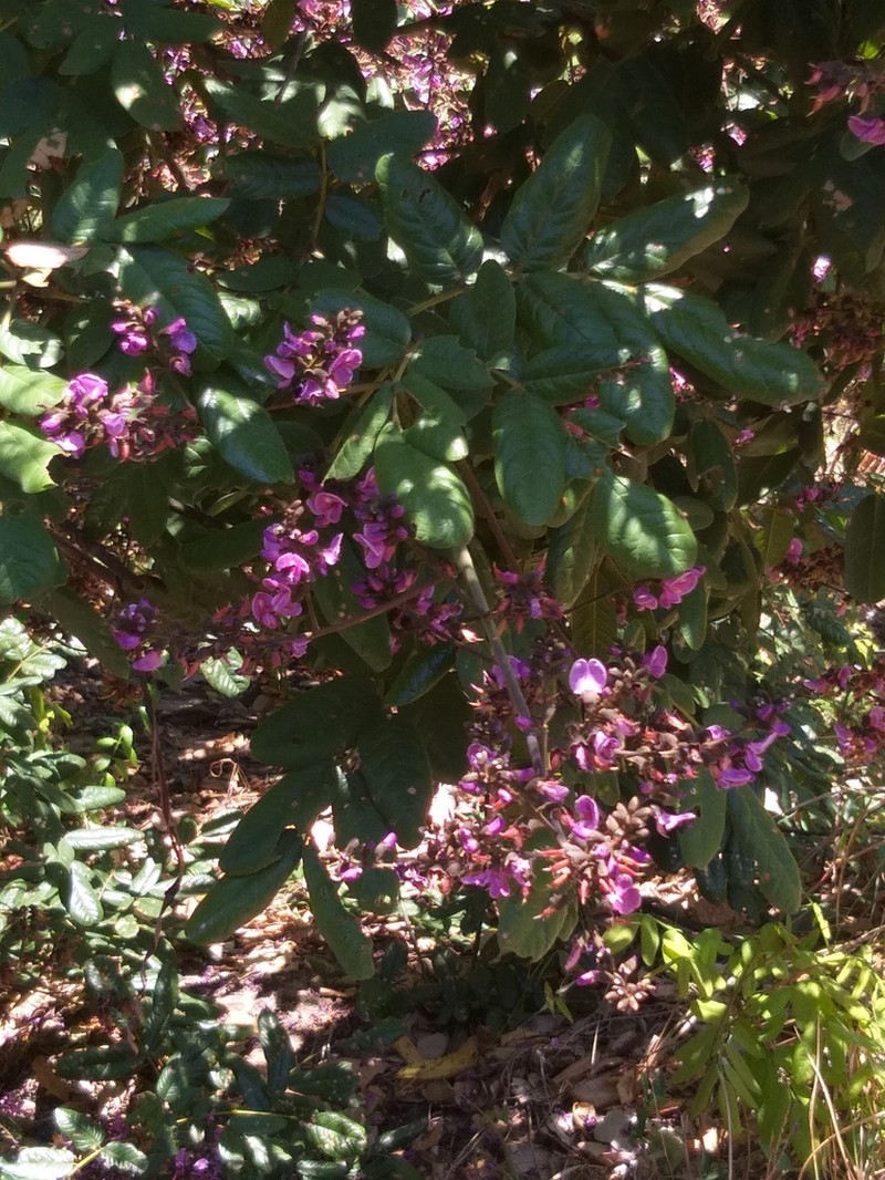 Andira surinamensis