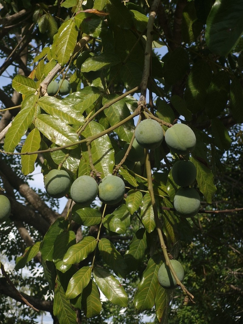 Andira surinamensis photo 2