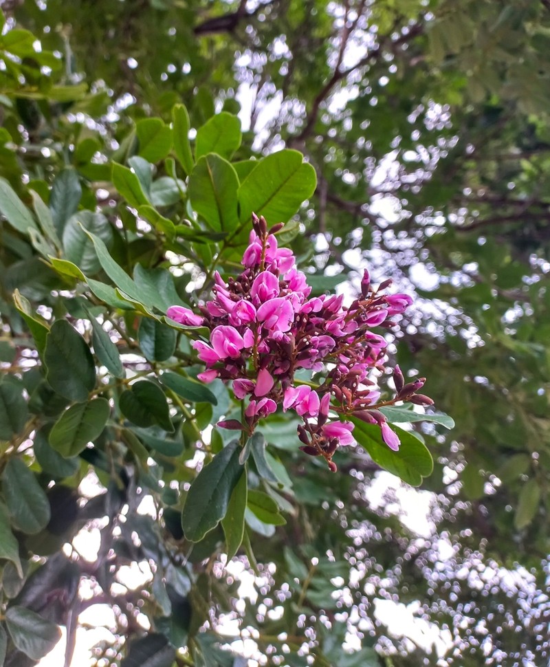 Andira surinamensis photo 3