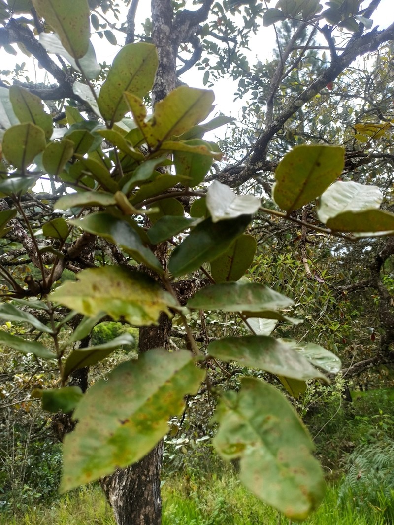 Andira taurotesticulata