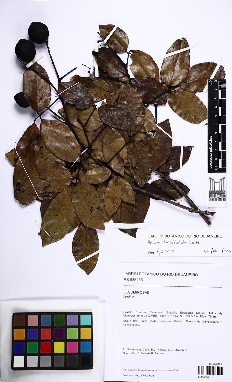 Andira trifoliolata