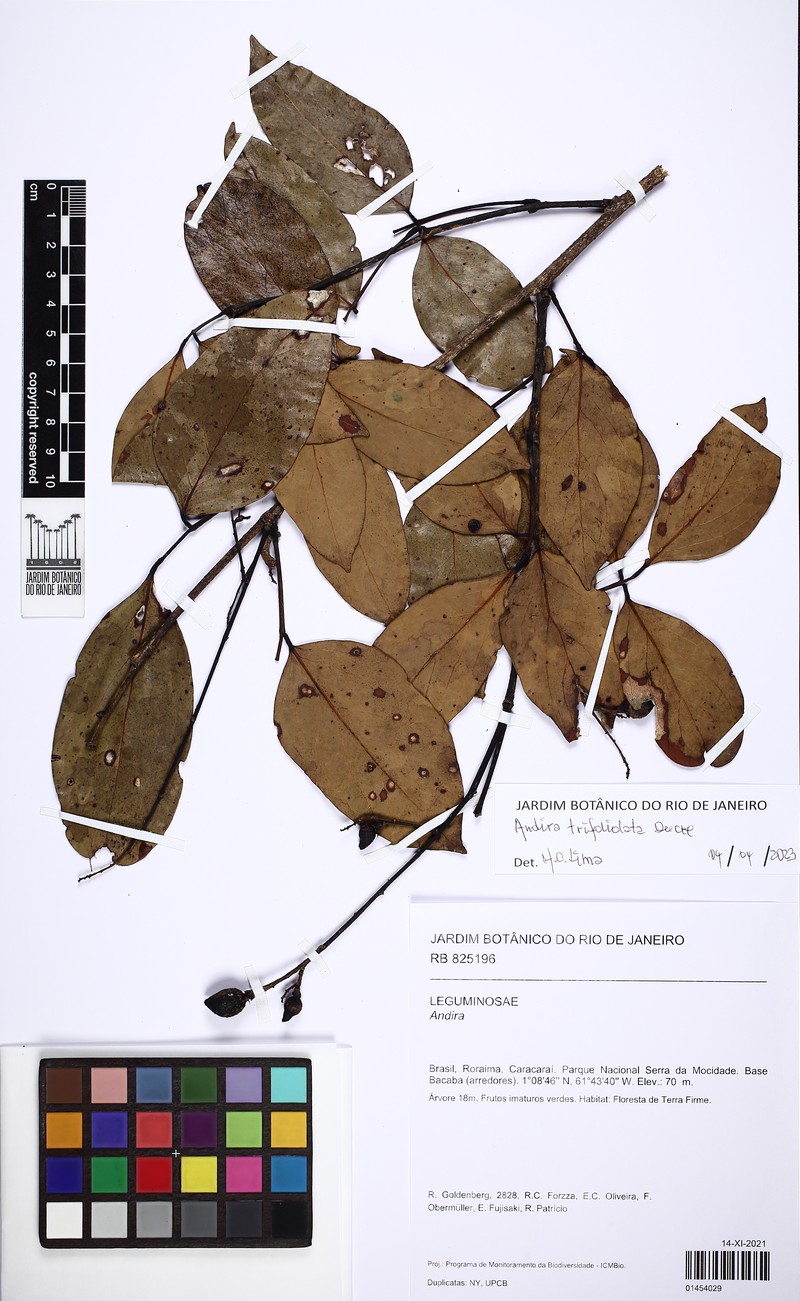 Andira trifoliolata photo 2