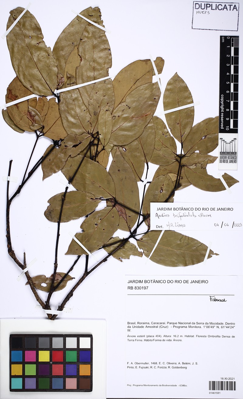 Andira trifoliolata photo 3