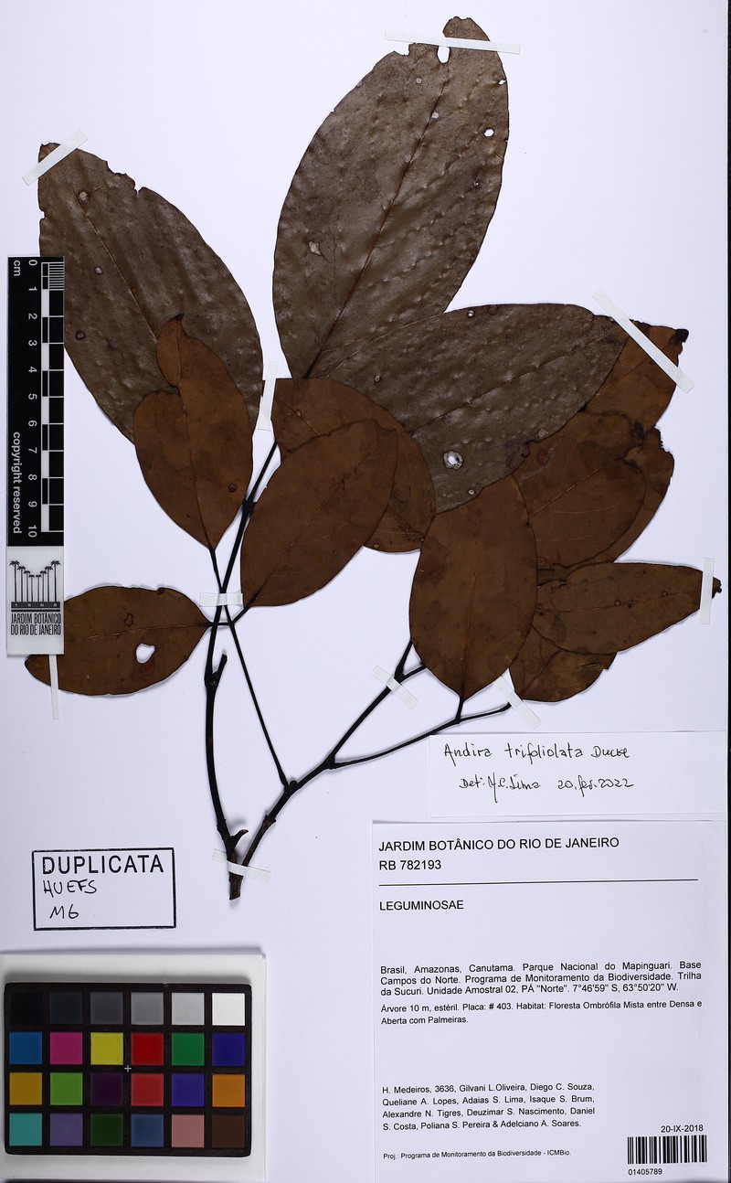Andira trifoliolata photo 4