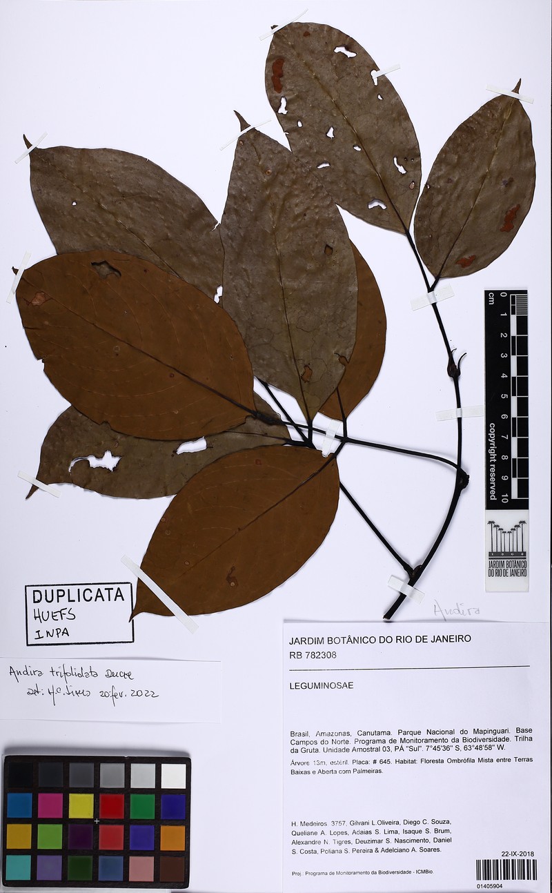 Andira trifoliolata photo 5