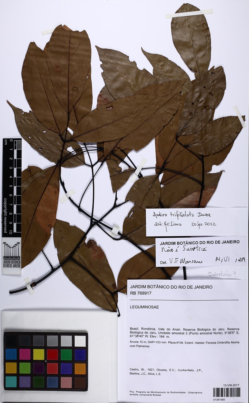 Andira trifoliolata photo 6