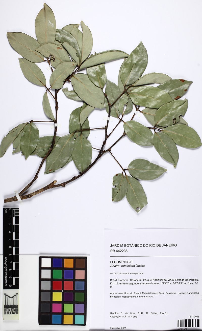 Andira trifoliolata photo 7