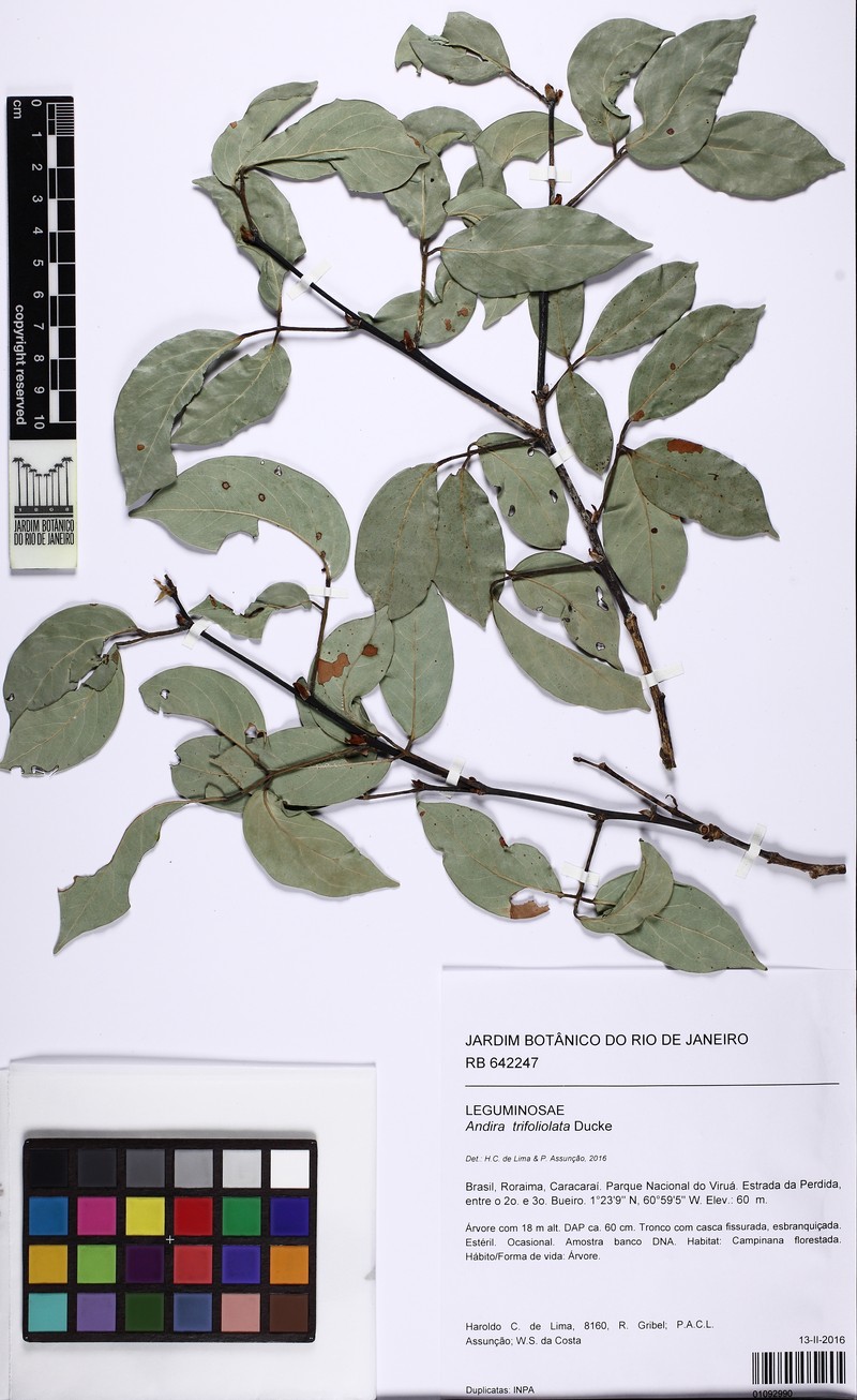 Andira trifoliolata photo 8