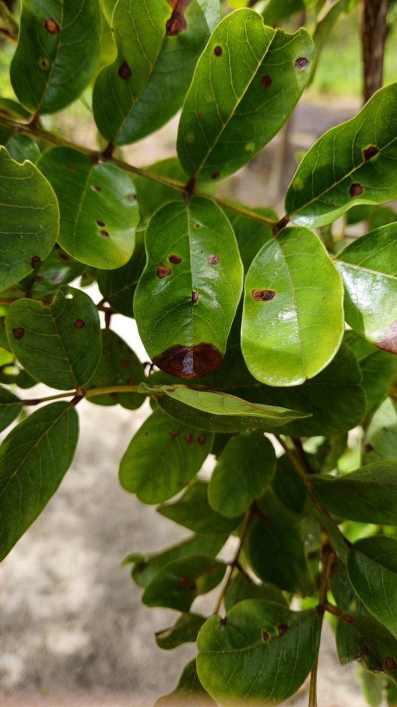 Andira vermifuga