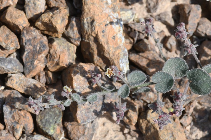 Andrachne aspera