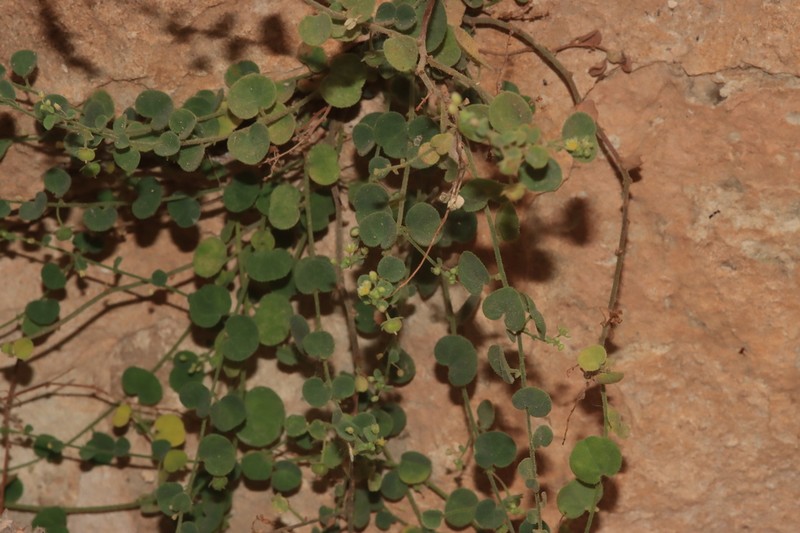 Andrachne aspera photo 3