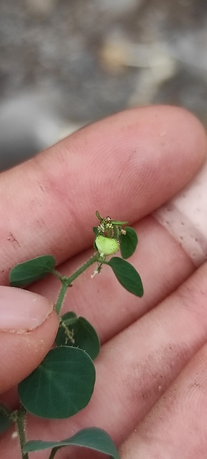 Andrachne microphylla