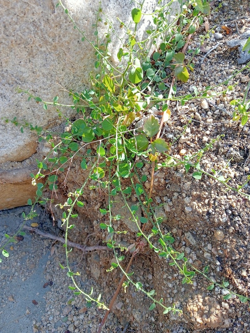 Andrachne microphylla photo 2