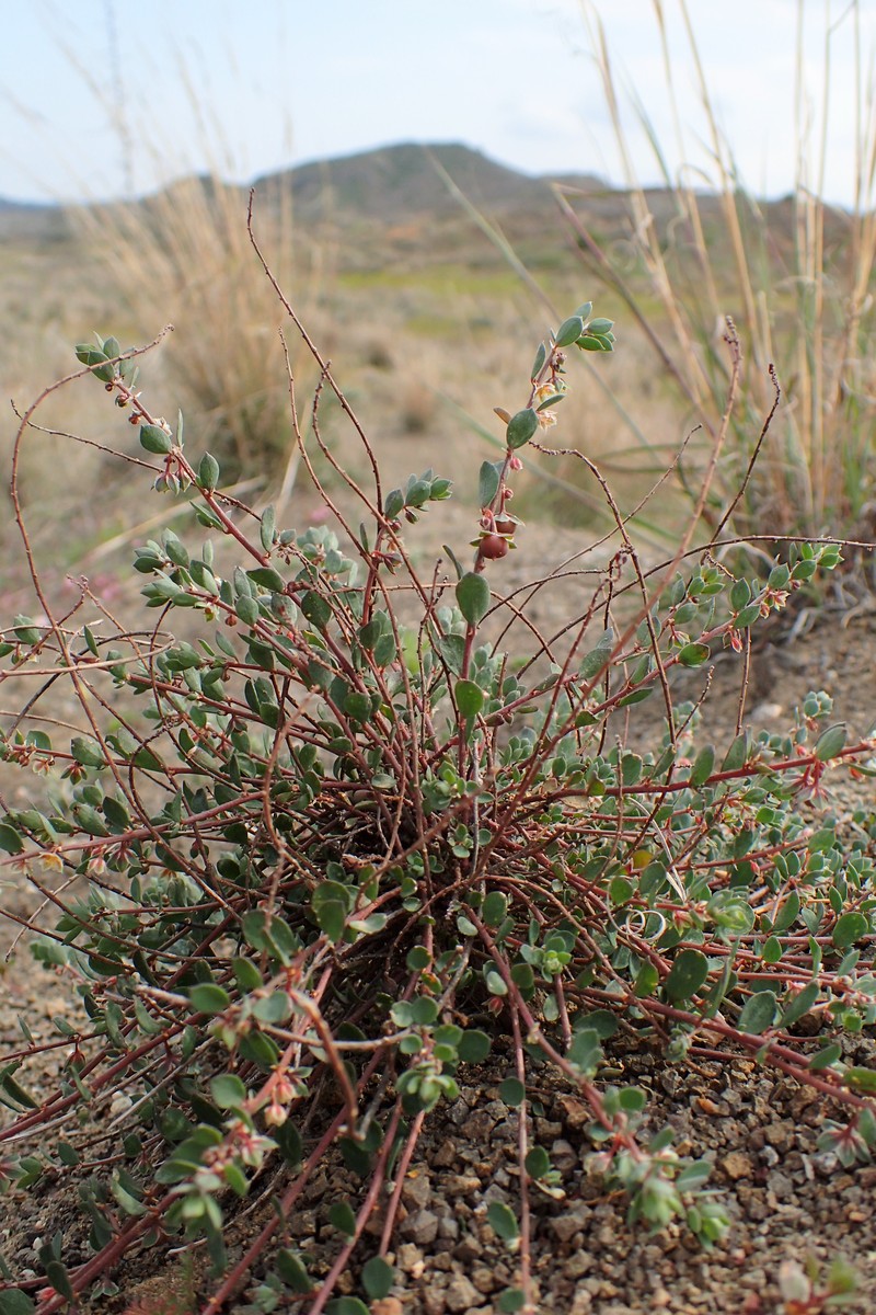 Andrachne telephioides