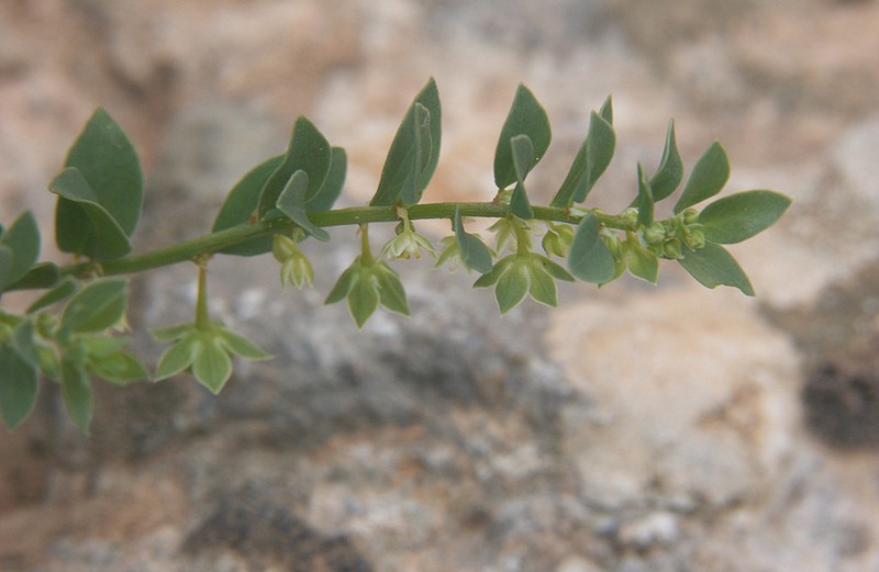 Andrachne telephioides photo 2