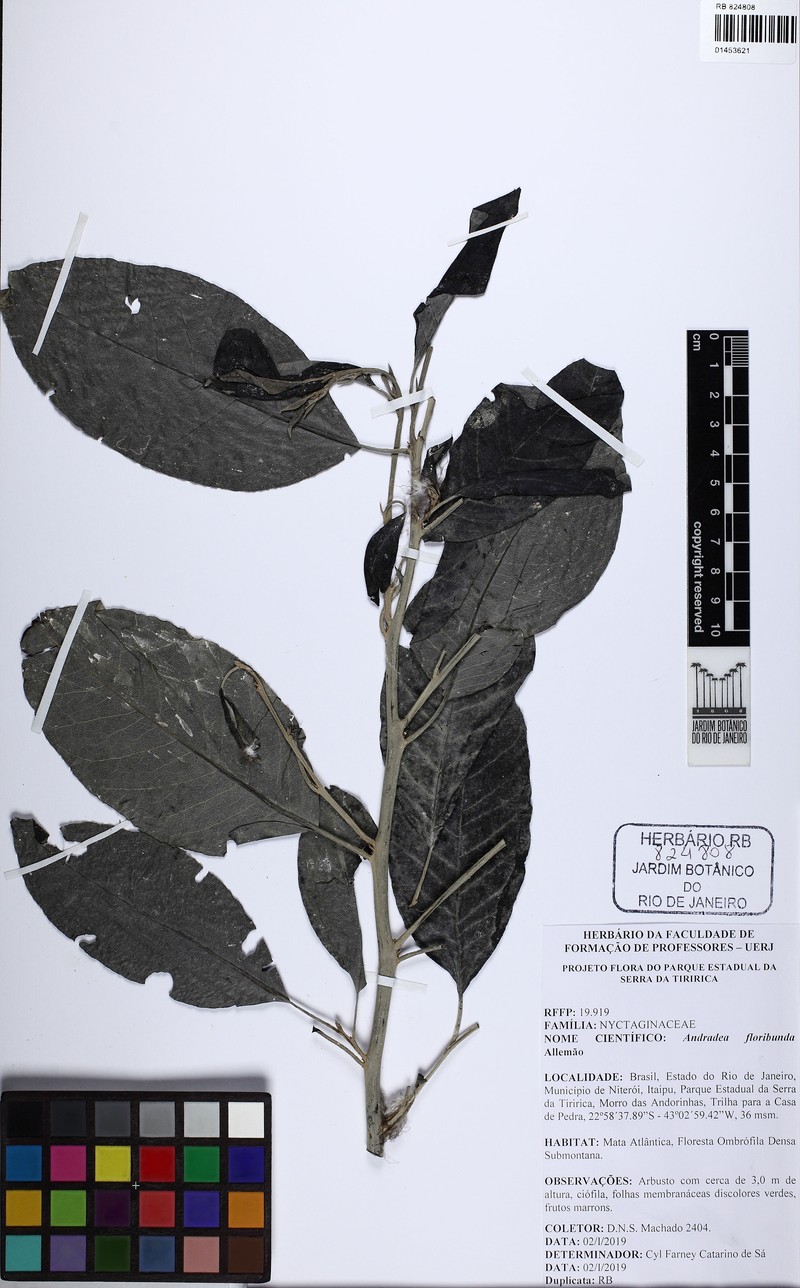 Andradea floribunda