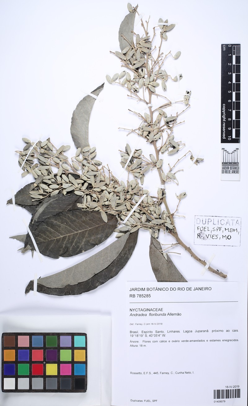 Andradea floribunda photo 2