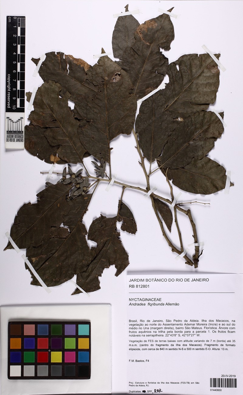 Andradea floribunda photo 3