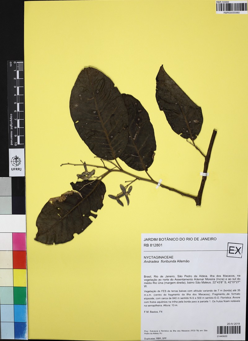 Andradea floribunda photo 4