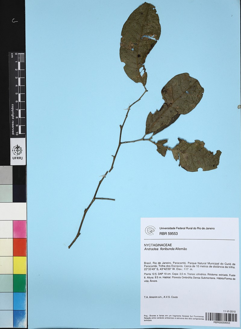 Andradea floribunda photo 5