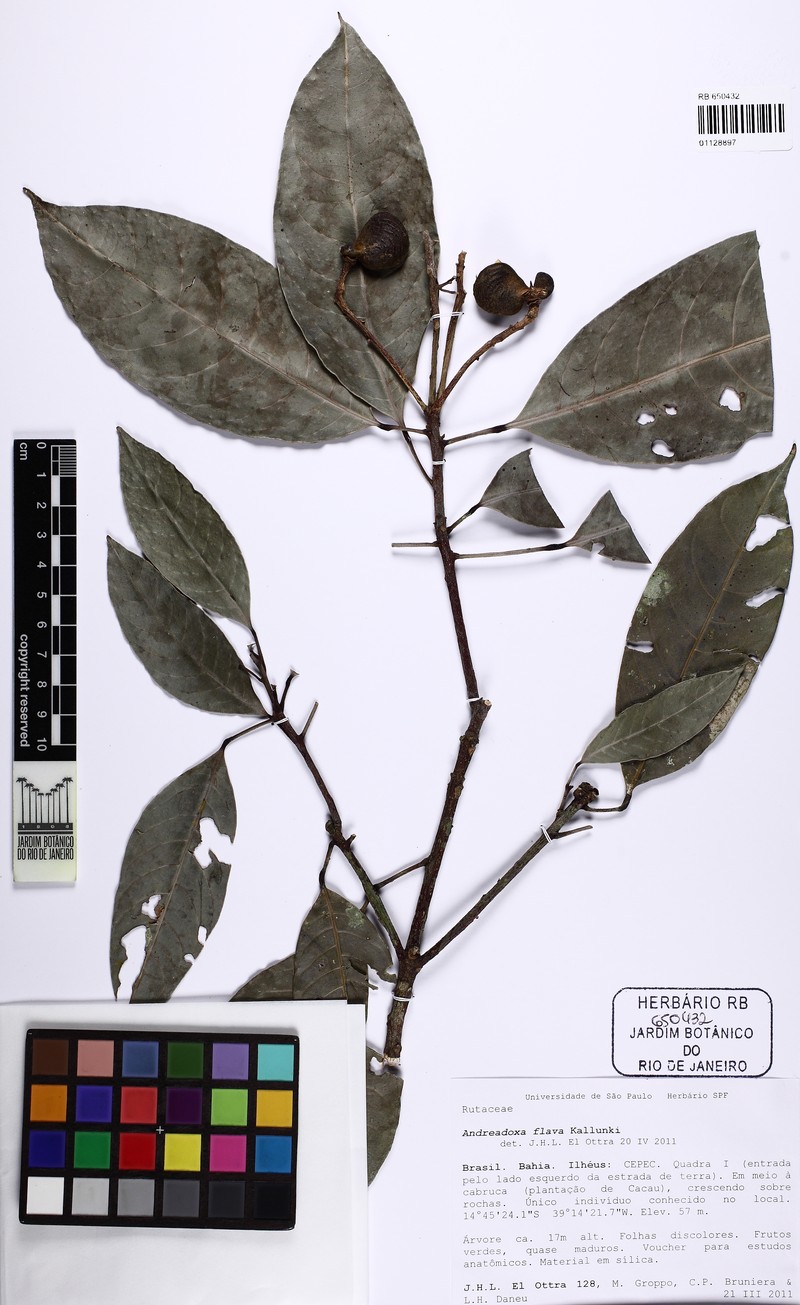 Andreadoxa flava