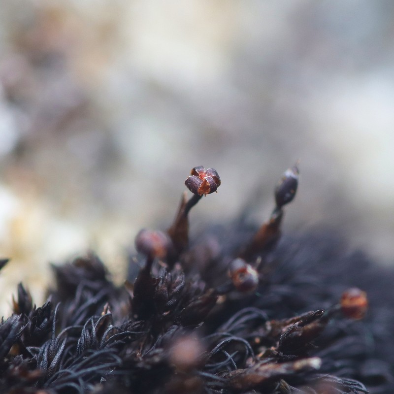 Blytt's Andreaea Moss