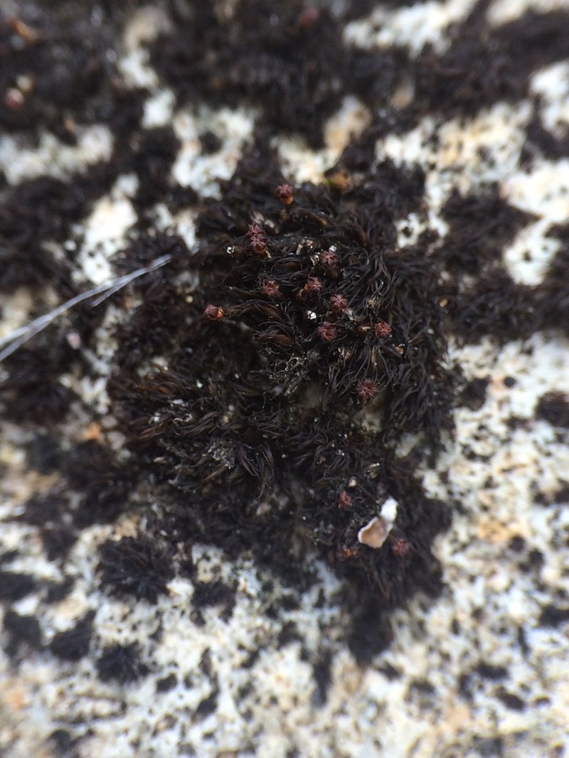 Blytt's Andreaea Moss photo 2