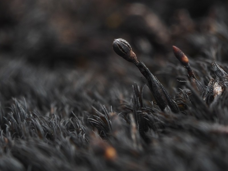 Blytt's Andreaea Moss photo 4