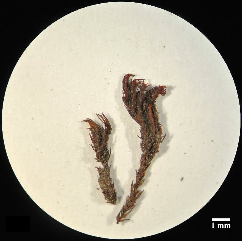 Blytt's Andreaea Moss