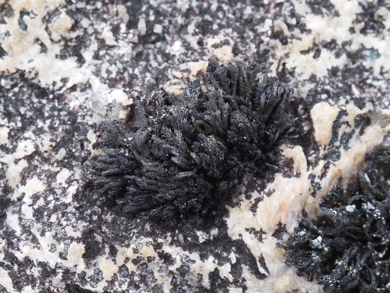 Andreaea Moss
