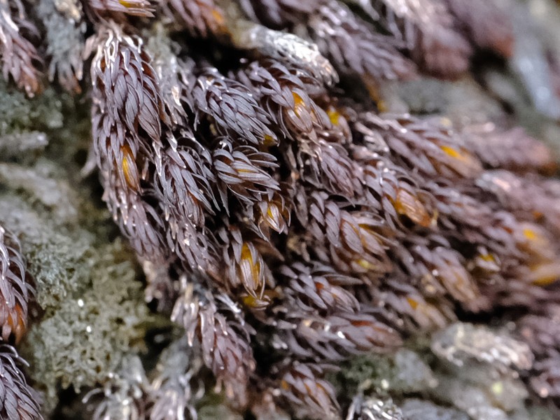 Andreaea Moss photo 2