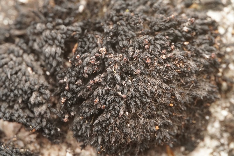 Andreaea Moss photo 3