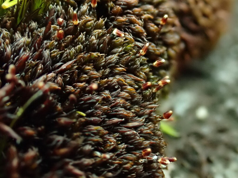 Andreaea Moss photo 4